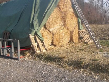Frisches Gerstenstroh-Rundballen