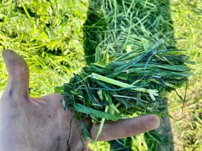 Bild 6:Rundballenpressen