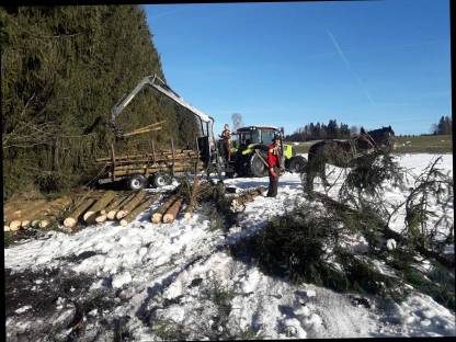 Bild 5:Holzschlägerung, Spezialbaumfällung, Holzrückung, Holzhäcks.