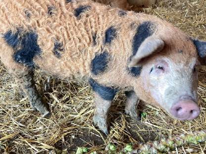 Schweinemarkt Mangalitza Ferkel kaufen