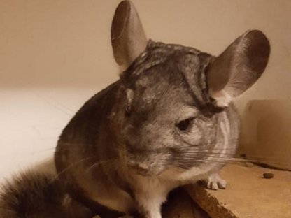 Bild 2:Junge Chinchilla-Mädels und -Buben zu vergeben