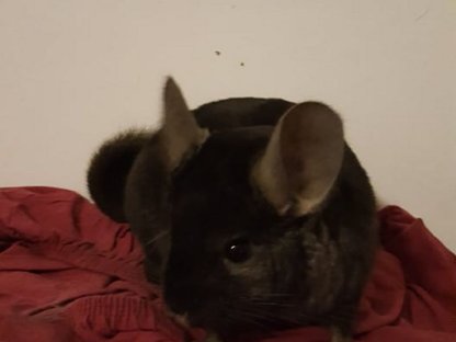 Chinchilla-Mädel und -Bub zu vergeben