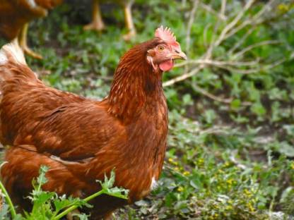 Verschenke Legehennen