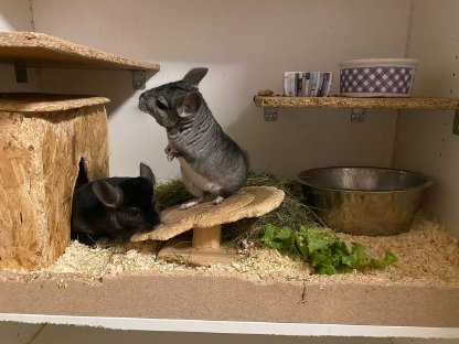 Bild 5:Junge Chinchilla-Mädels und -Buben zu vergeben