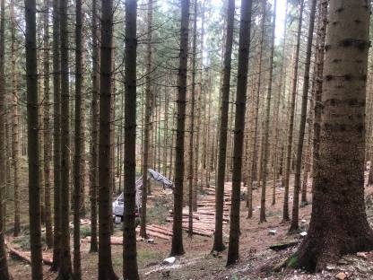 Bild 4:Holzschlägerung und Bringung