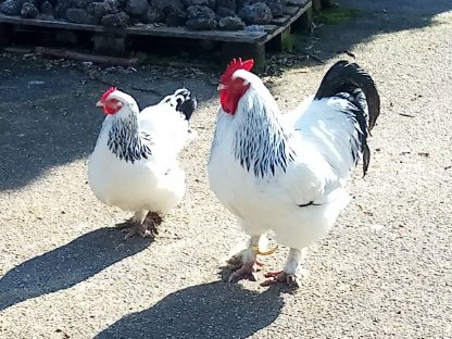 Sundheimer Hühner, Landente mit Haube