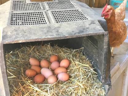 Bild 3:Eier von glücklichen Hühnern