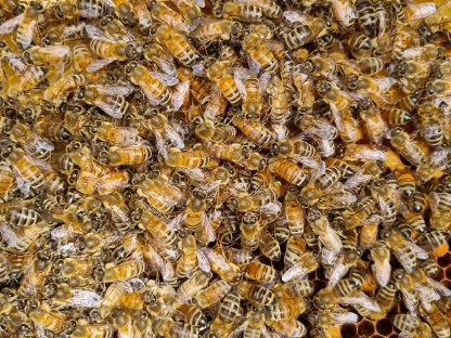 Bild 2:Imker sucht Standplätze im Raps und anderen Kulturen 2024!