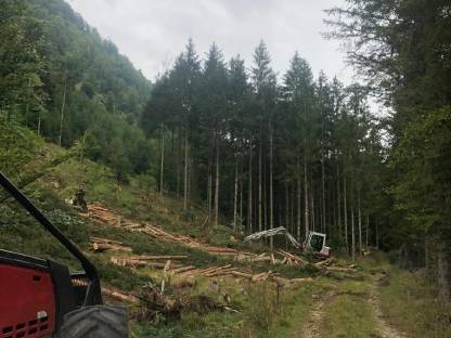 Bild 9:Holzschlägerung und Bringung