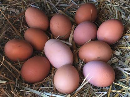 Bild 2:Eier von glücklichen Hühnern