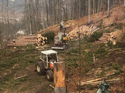 Bild 8:Holzschlägerung und Bringung