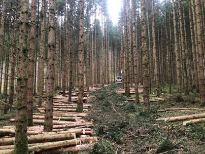 Bild 6:Holzschlägerung und Bringung