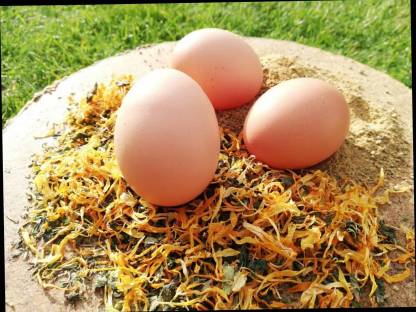 Bild 2:Eier vom Kräuterhuhn, Freilandeier, mobile Haltung