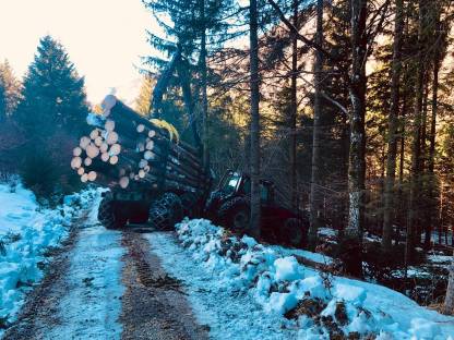 Bild 3:Holzschlägerung und Bringung