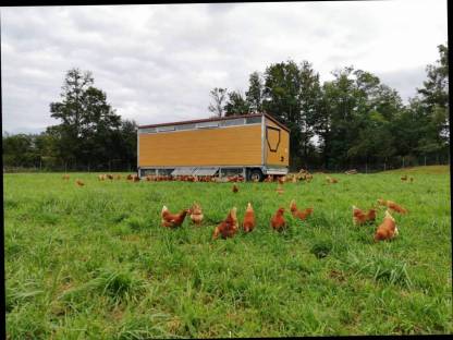Bild 3:Eier vom Kräuterhuhn, Freilandeier, mobile Haltung