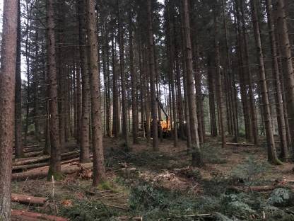 Bild 5:Holzschlägerung und Bringung