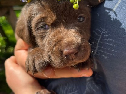Labrador Welpen, Hund, Wurfankündigung