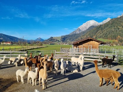 Bild 3:Alpaka Zuchtstuten und Hengste, Freizeittiere