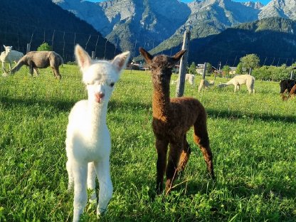 Bild 4:Alpaka Zuchtstuten und Hengste, Freizeittiere