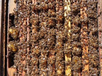 Bienenvölker 6 Stk.