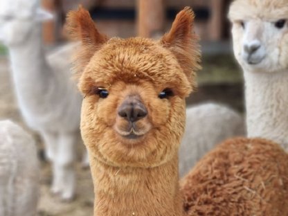 Bild 6:Alpaka Zuchtstuten und Hengste, Freizeittiere