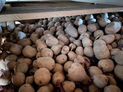 Saatkartoffeln Eurostarch