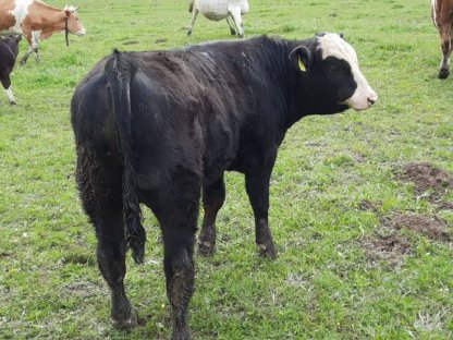 Fleischrassen Sprungstier und Bio Kühe