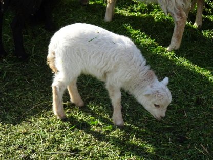 Quessant Schafe (Zwergschafe) abzugeben