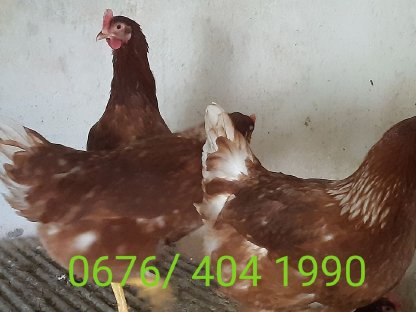 Legehühner/ Althennen