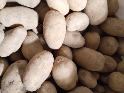 Saatkartoffeln Ditta/Hermes BIO