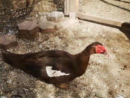 Bild 3:Warzenenten zu verkaufen