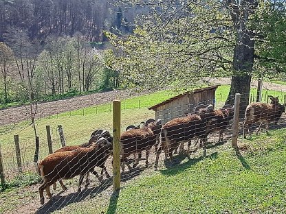 Bild 2:Schafe Soayschaf-Böcke