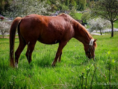 Welsh Pony -Araber Stute