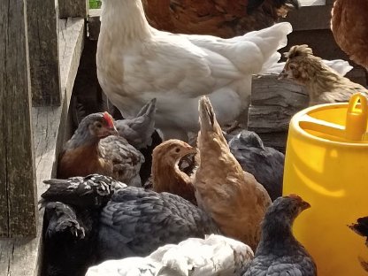 Hühner zu verkaufen verschiedene Rassen