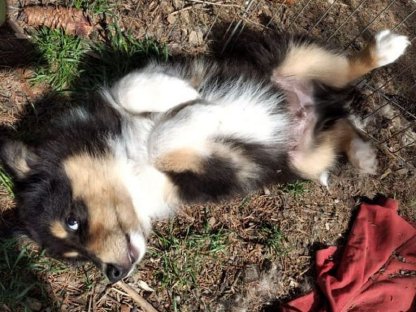 Bild 3:Letzte Langhaarcollie-Welpen in Tricolor und Sable