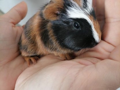Bild 3:Wunderschöne Meerli-Buben suchen ein Zuhause