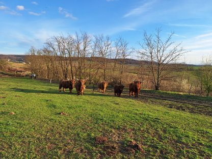 Bild 2:Hochlandrinder