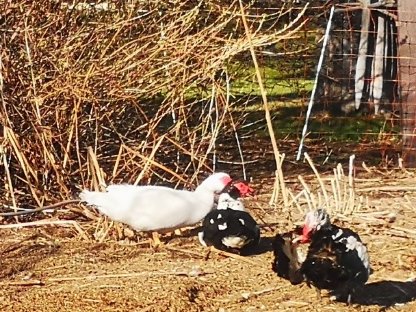 Bild 6:Warzenenten zu verkaufen