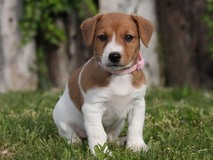 Jack Russell Terrier Welpen suchen ihren Lebensplatz