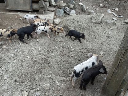 Alpenschwein-Ferkel