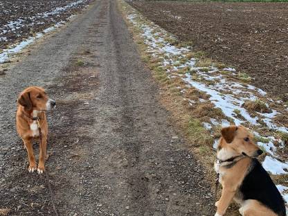 Mischlings-Hundewelpen mit Bernersennenhund-Anteil