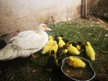 Bild 5:Warzenenten zu verkaufen