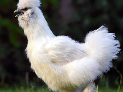 Ab Mitte April wieder Seidenhühner zu verkaufen