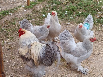 Marans, Brahma, Sulmtaler, Vorwerk, Araucana, Lachshuhn