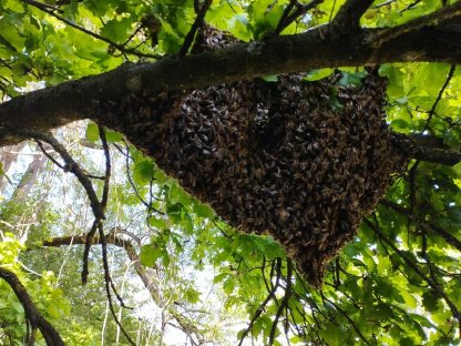 Bienenschwarm / mit oder ohne Rämchen