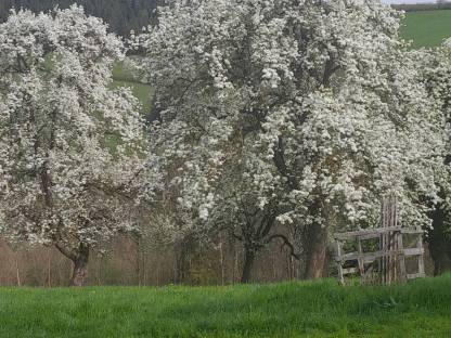 Bild 2:HEU Most Säfte Edelbrände