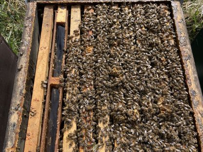 Bienenvölker Dadant Blatt