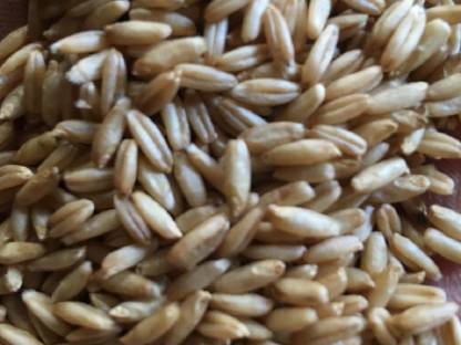 Bild 3:Bio Dinkel, Dinkelreis, Nackthafer, Nackthaferreis, Einkorn