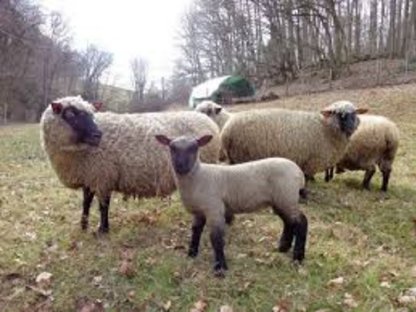 Reinrassige  Schafe (Shropshire) zu verkaufen
