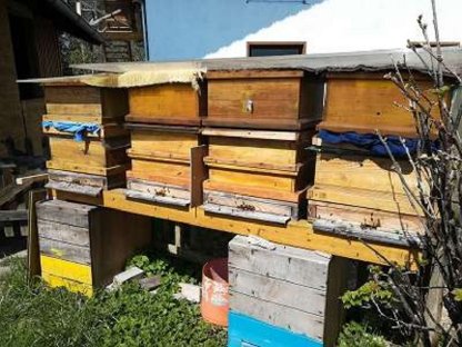 Honigbienen Bienenvölker Ableger
